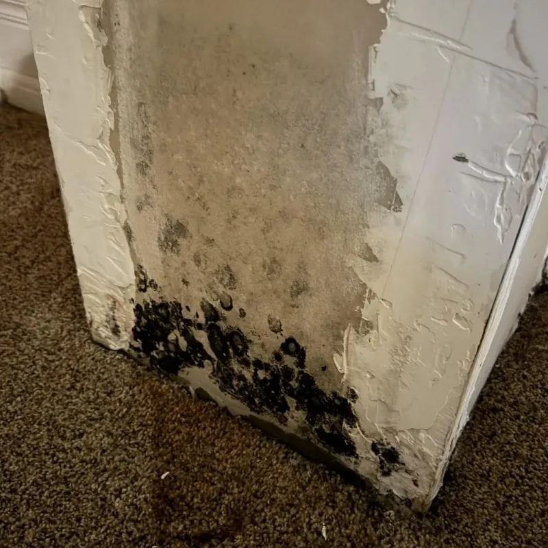 Professional Mold Removal in Drain, OR